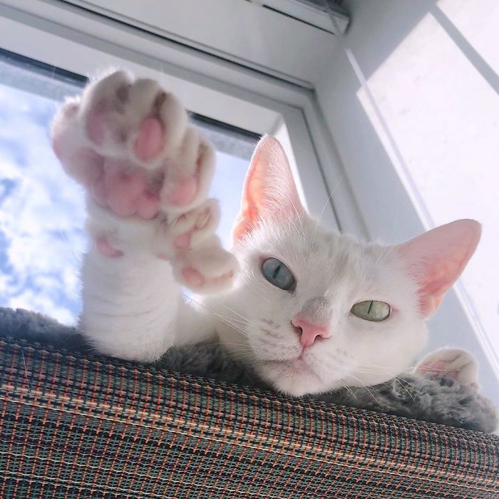 Abandoned-Different-Colored-Eyes-Extra-Toes-Finds-Home-Sansa-The-Cat