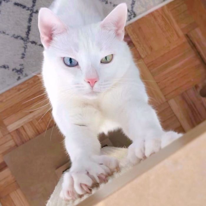 Abandoned-Different-Colored-Eyes-Extra-Toes-Finds-Home-Sansa-The-Cat