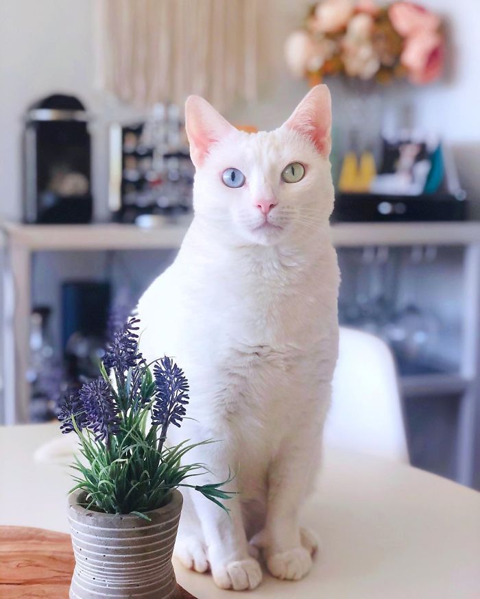 Abandoned-Different-Colored-Eyes-Extra-Toes-Finds-Home-Sansa-The-Cat