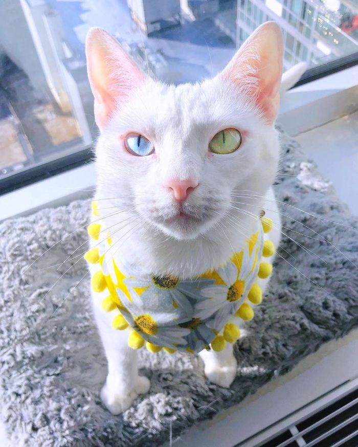 Abandoned-Different-Colored-Eyes-Extra-Toes-Finds-Home-Sansa-The-Cat