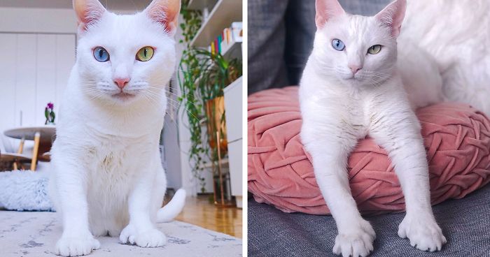 Cat With Heterochromia And Extra Toes Was Neglected And Abandoned By Previous Owners, Now Is An Instagram Star (30 Pics)Cat With Heterochromia And Extra Toes Was Neglected And Abandoned By Previous Owners, Now Is An Instagram Star (30 Pics)