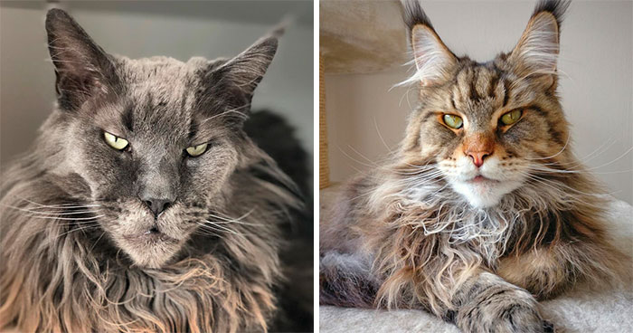 15 Fluffy Maine Coon Cats You Don’t Want To Miss On Instagram