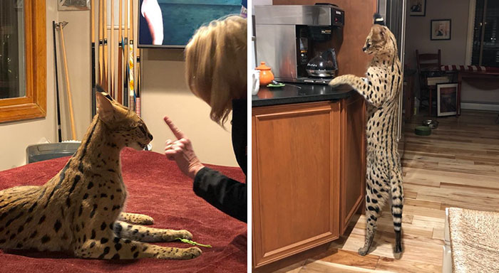 This 40-Pound African Cat Is Reunited With His Owners After Running Away And Spending 3 Days In The Wild