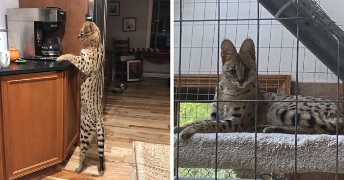 This 40-Pound African Cat Is Reunited With His Owners After Running Away And Spending 3 Days In The Wild