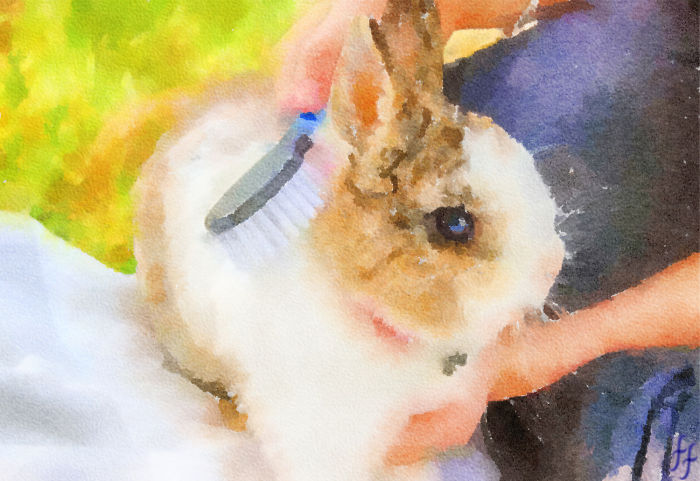 Afternoon Fun With Rabbit And Hairbrush