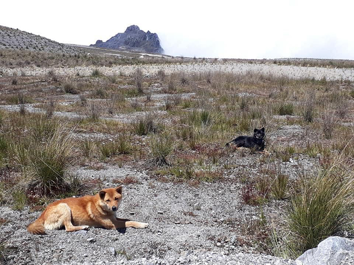 For The First Time In 50 Years, Ancient Breed Of Singing Dog Gets Spotted In The Wild