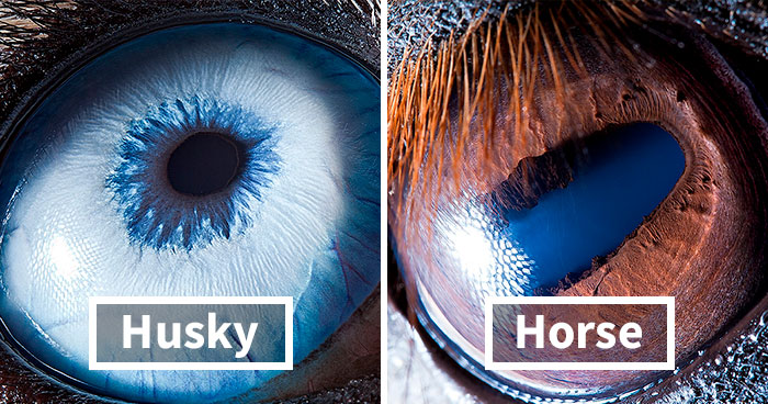 Armenian Photographer Captures Just How Unique Animal Eyes Are (30 Pics)