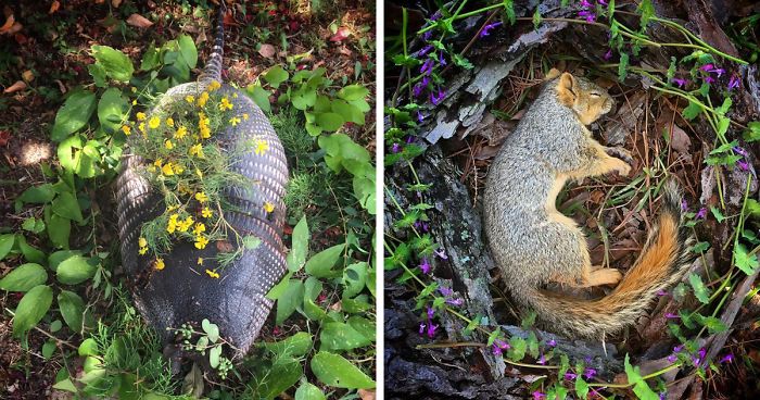 This Woman Creates Beautiful Memorials For Dead Animals She Comes Across And Here Are 25 Of The Most Heartbreaking Ones