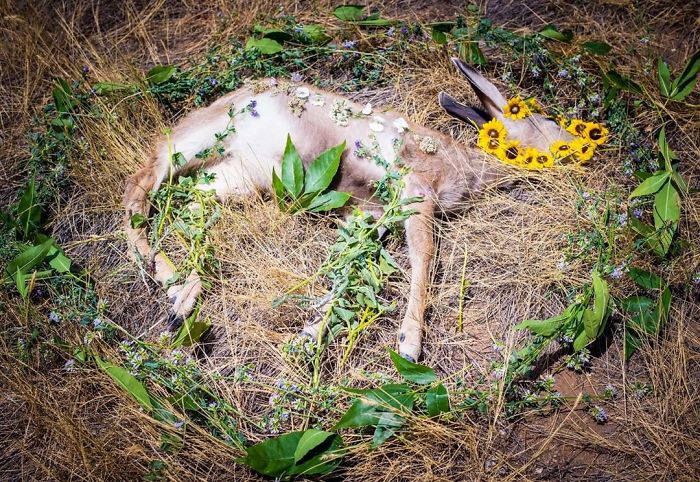 Animals-Memorial-Amanda-Stronza