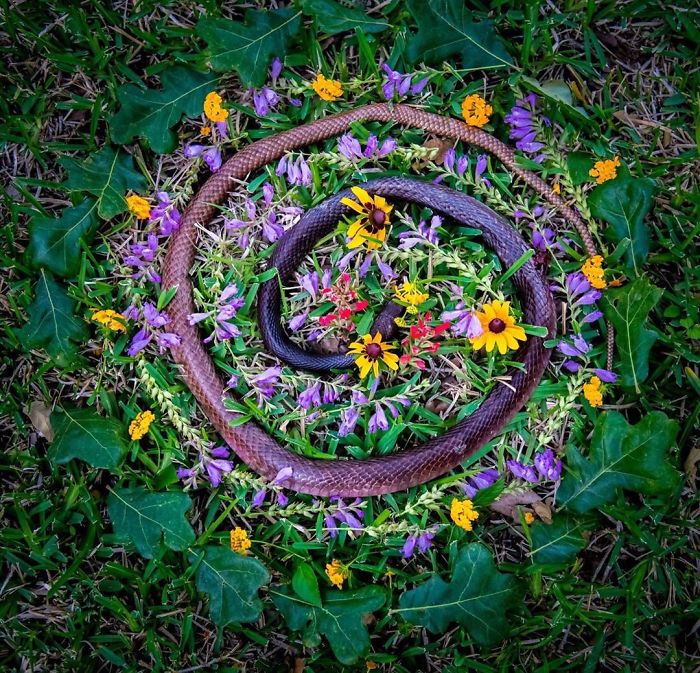 Animals-Memorial-Amanda-Stronza