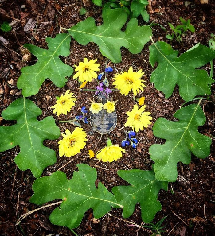 Animals-Memorial-Amanda-Stronza