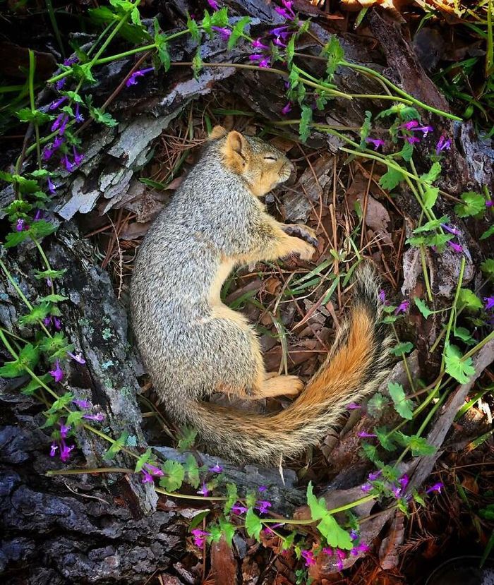 Animals-Memorial-Amanda-Stronza