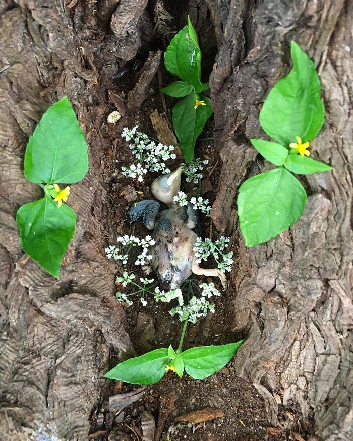 Animals-Memorial-Amanda-Stronza