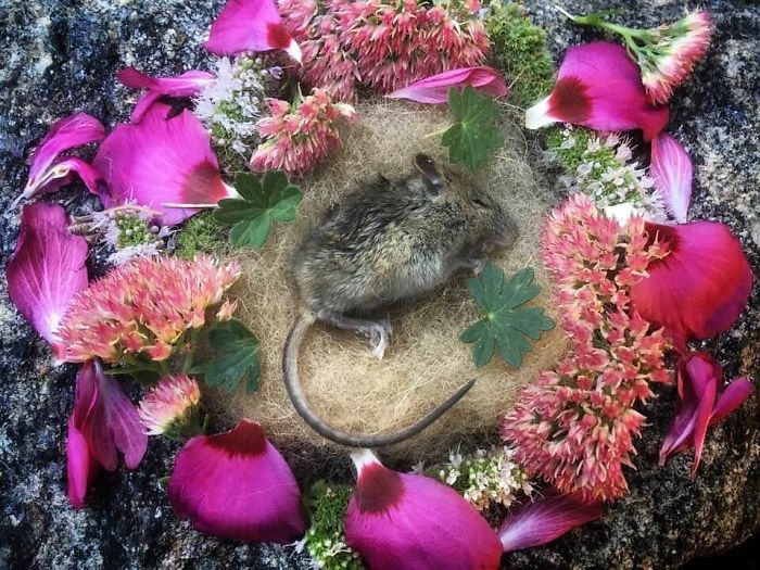 Animals-Memorial-Amanda-Stronza