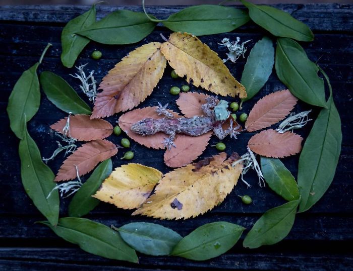 Animals-Memorial-Amanda-Stronza