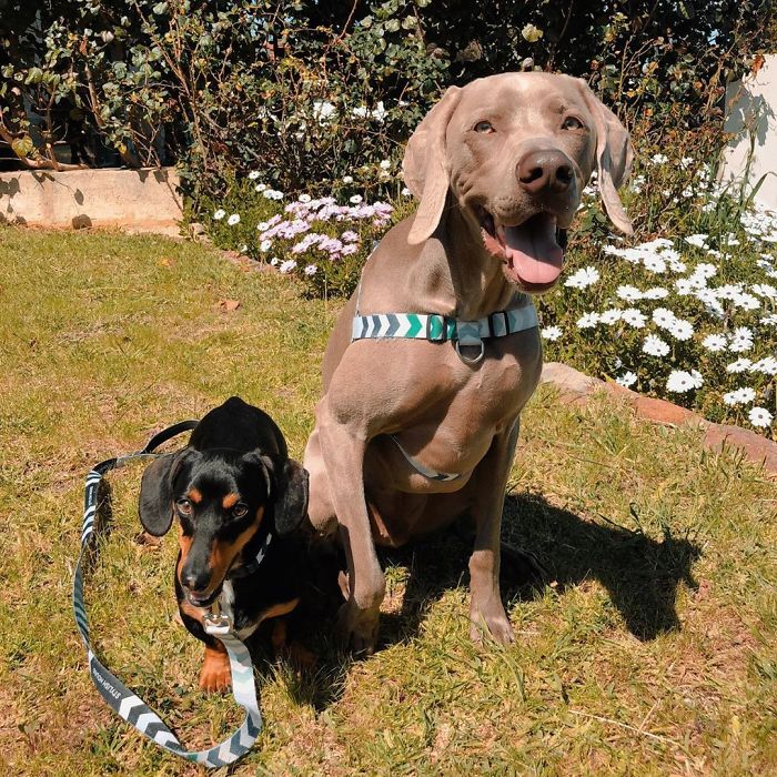 This 2-Year-Old Dog Overcame Crippling Anxiety After His Owner Got Him An Emotional Support Dog