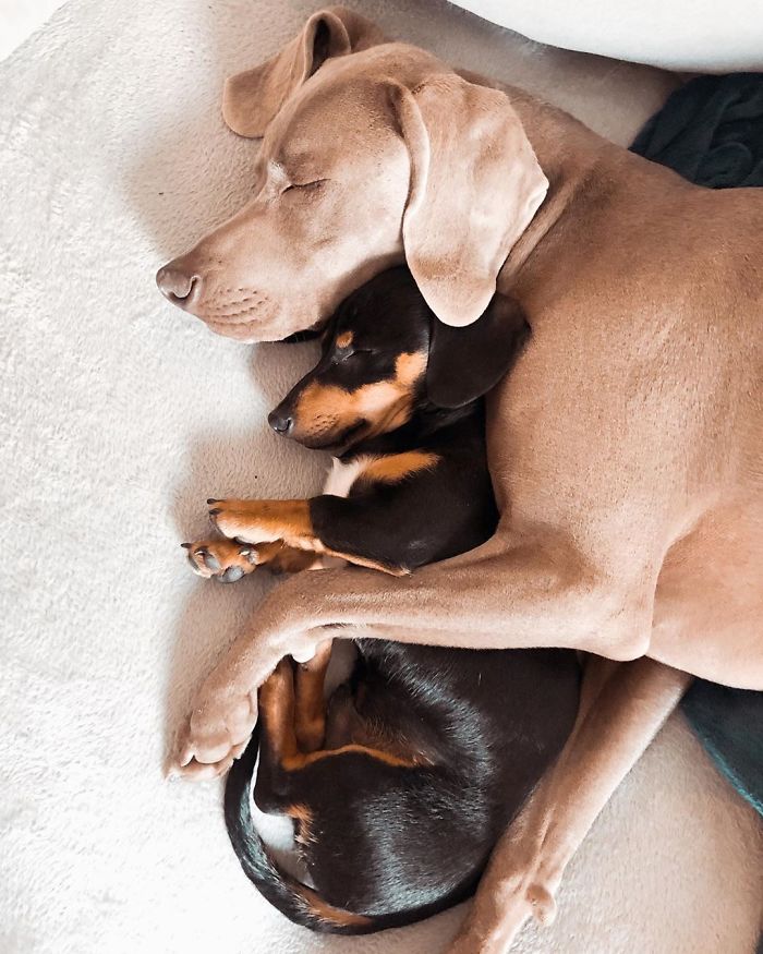 This 2-Year-Old Dog Overcame Crippling Anxiety After His Owner Got Him An Emotional Support Dog This 2-Year-Old Dog Overcame Crippling Anxiety After His Owner Got Him An Emotional Support Dog