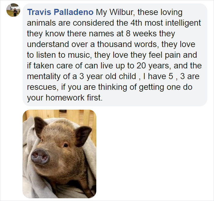 Photographer Does Adorable Newborn Photoshoot With A Baby Piglet Because The World Needs More Cuteness (14 Pics)