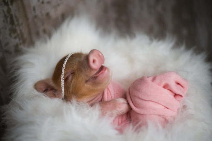Photographer Does Adorable Newborn Photoshoot With A Baby Piglet Because The World Needs More Cuteness (14 Pics)