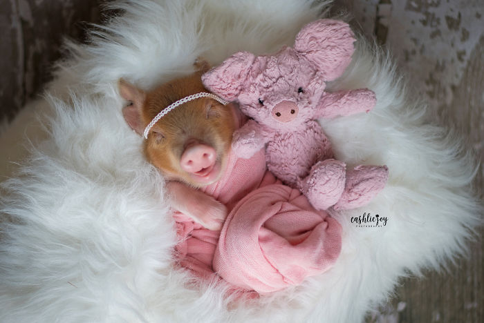 Photographer Does Adorable Newborn Photoshoot With A Baby Piglet Because The World Needs More Cuteness (14 Pics) Photographer Does Adorable Newborn Photoshoot With A Baby Piglet Because The World Needs More Cuteness (14 Pics)