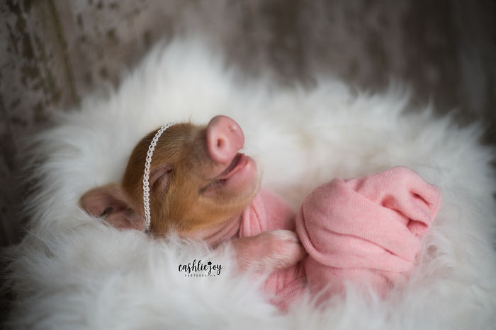 Photographer Does Adorable Newborn Photoshoot With A Baby Piglet Because The World Needs More Cuteness (14 Pics)