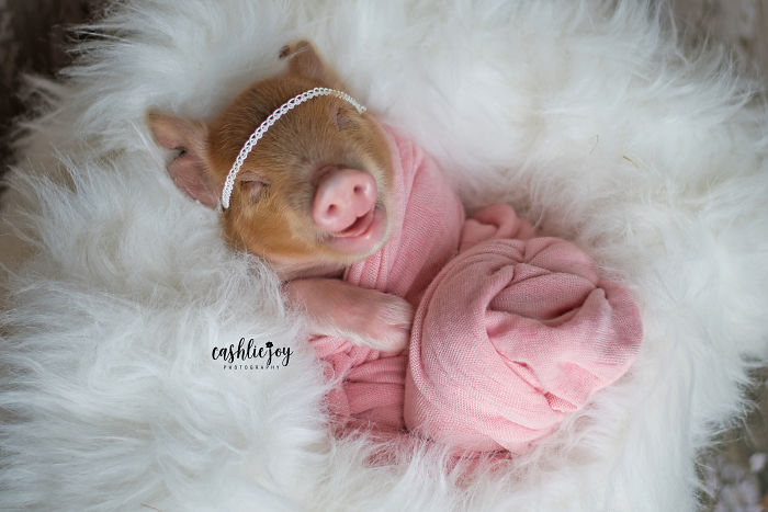 Photographer Does Adorable Newborn Photoshoot With A Baby Piglet Because The World Needs More Cuteness (14 Pics) Photographer Does Adorable Newborn Photoshoot With A Baby Piglet Because The World Needs More Cuteness (14 Pics)