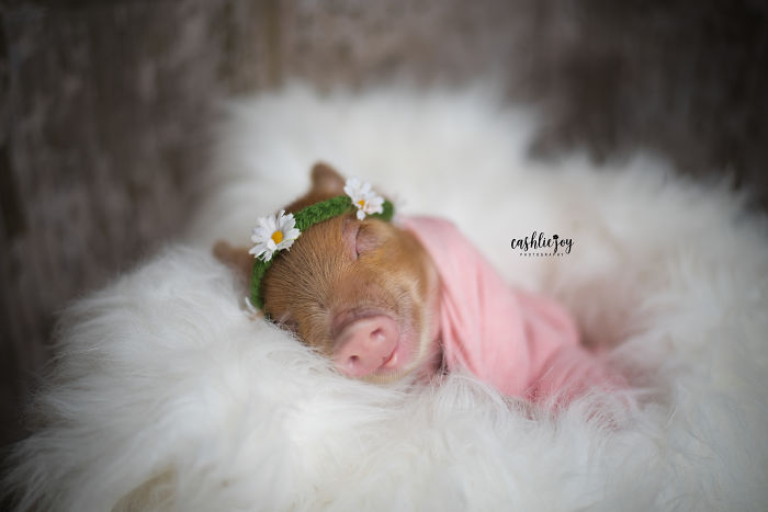 Photographer Does Adorable Newborn Photoshoot With A Baby Piglet Because The World Needs More Cuteness (14 Pics)