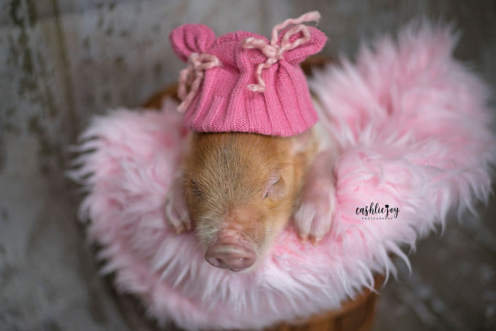 Photographer Does Adorable Newborn Photoshoot With A Baby Piglet Because The World Needs More Cuteness (14 Pics) Photographer Does Adorable Newborn Photoshoot With A Baby Piglet Because The World Needs More Cuteness (14 Pics)