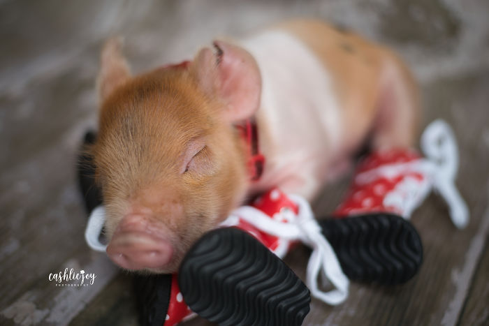 Photographer Does Adorable Newborn Photoshoot With A Baby Piglet Because The World Needs More Cuteness (14 Pics) Photographer Does Adorable Newborn Photoshoot With A Baby Piglet Because The World Needs More Cuteness (14 Pics)