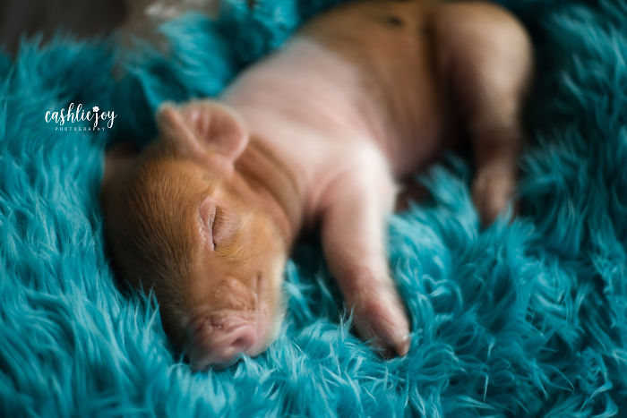 Photographer Does Adorable Newborn Photoshoot With A Baby Piglet Because The World Needs More Cuteness (14 Pics)