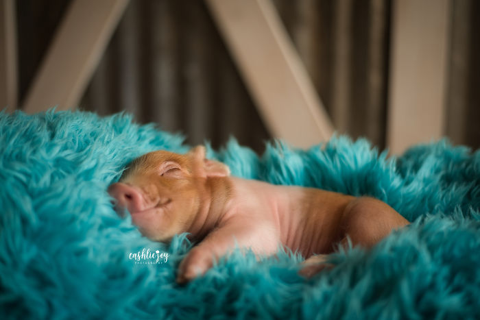 Photographer Does Adorable Newborn Photoshoot With A Baby Piglet Because The World Needs More Cuteness (14 Pics) Photographer Does Adorable Newborn Photoshoot With A Baby Piglet Because The World Needs More Cuteness (14 Pics)