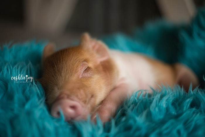 Photographer Does Adorable Newborn Photoshoot With A Baby Piglet Because The World Needs More Cuteness (14 Pics)