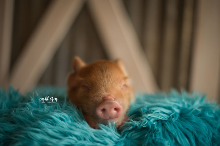 Photographer Does Adorable Newborn Photoshoot With A Baby Piglet Because The World Needs More Cuteness (14 Pics)