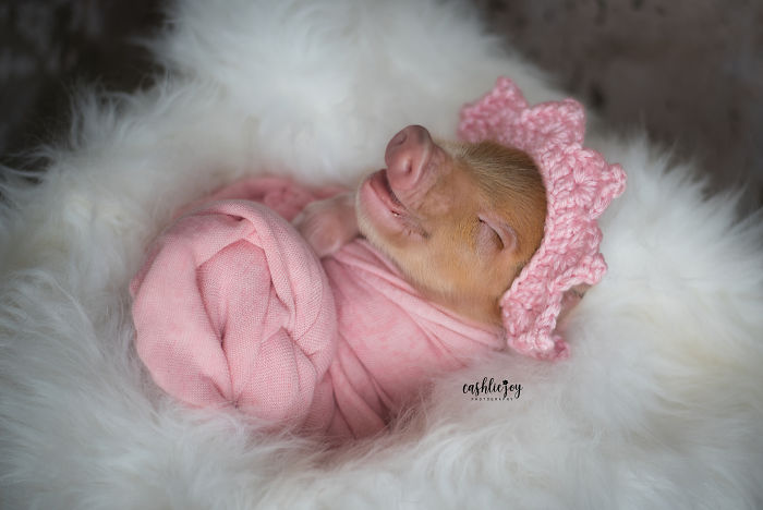 Photographer Does Adorable Newborn Photoshoot With A Baby Piglet Because The World Needs More Cuteness (14 Pics) Photographer Does Adorable Newborn Photoshoot With A Baby Piglet Because The World Needs More Cuteness (14 Pics)