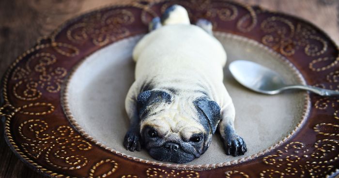 For Mid-Autumn Festival, We Made These Puppy Cakes For Our Daughter Instead Of Traditional Ones