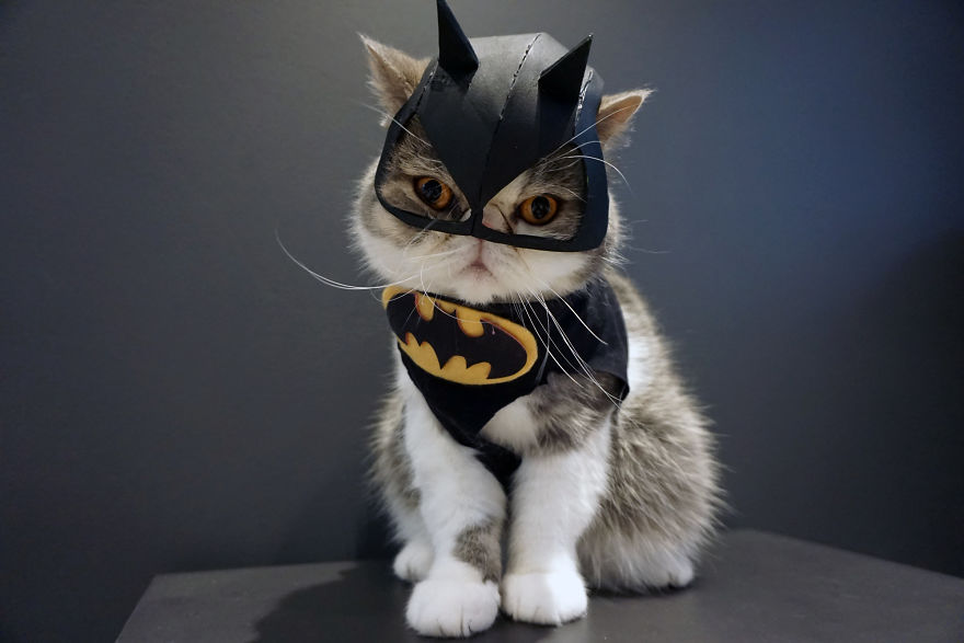 Cat Brothers Cosplay As Superheroes And Makes Movie Shorts