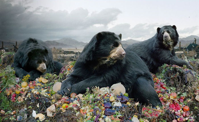 The Allegorical And Unusual Nature Of Simen Johan