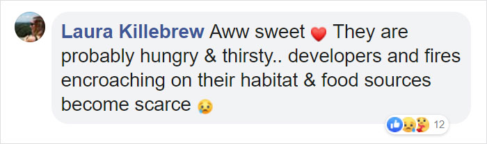 Family Discovers 2 Bear Cubs Fighting On Their Doorstep After Waking Up In Terror Fearing Intruders Are Trying To Get Into Their House Family Discovers 2 Bear Cubs Fighting On Their Doorstep After Waking Up In Terror Fearing Intruders Are Trying To Get Into Their House