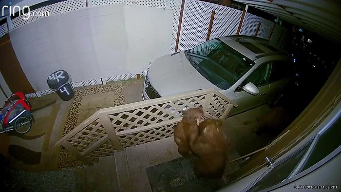 Family Discovers 2 Bear Cubs Fighting On Their Doorstep After Waking Up In Terror Fearing Intruders Are Trying To Get Into Their House Family Discovers 2 Bear Cubs Fighting On Their Doorstep After Waking Up In Terror Fearing Intruders Are Trying To Get Into Their House