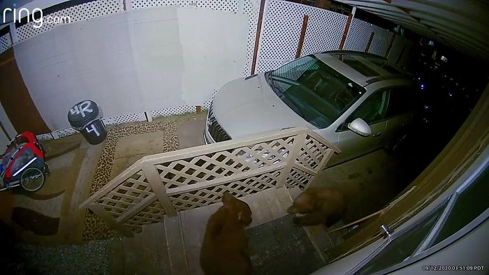 Family Discovers 2 Bear Cubs Fighting On Their Doorstep After Waking Up In Terror Fearing Intruders Are Trying To Get Into Their House