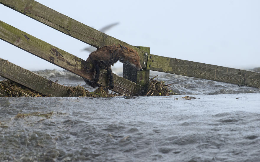 I’ve Been Photographing Storms During Dutch Tides For 7 Years, Here Are My 28 Pics To Capture Their Effect On Local Wildlife I’ve Been Photographing Storms During Dutch Tides For 7 Years, Here Are My 28 Pics To Capture Their Effect On Local Wildlife