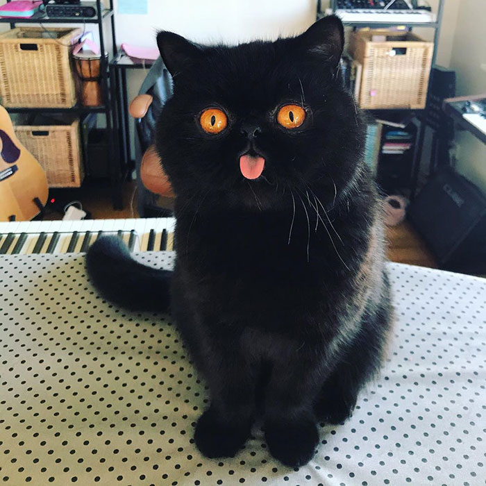 Couple Gets A Cat, And As He Gets Older, His Eyes Change Into Round, Orange, Horror-Like Eyes