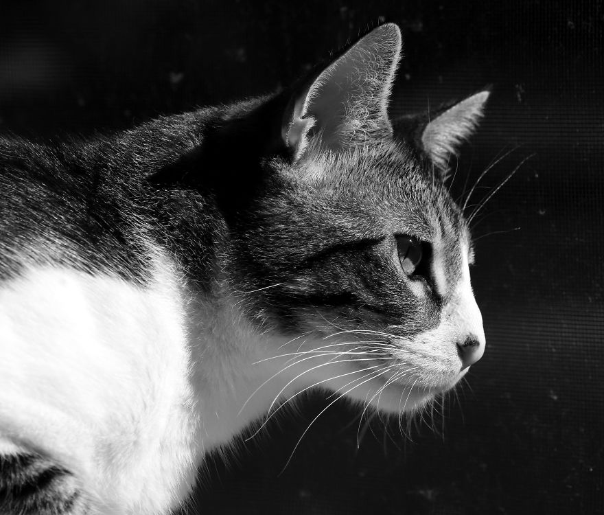 I Adopted A Cat In February, And He's Been Posing For Photos Throughout The Pandemic