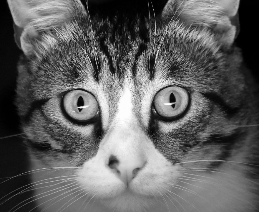 I Adopted A Cat In February, And He's Been Posing For Photos Throughout The Pandemic