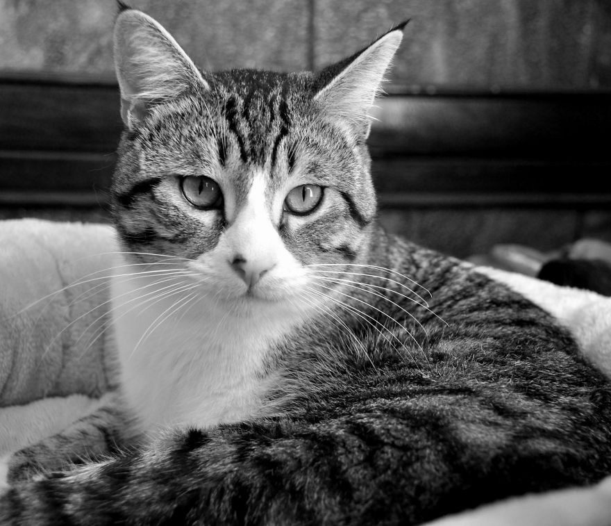 I Adopted A Cat In February, And He's Been Posing For Photos Throughout The Pandemic