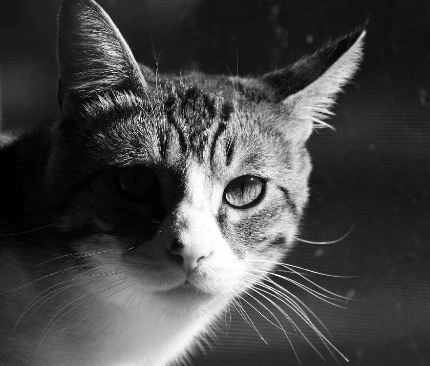 I Adopted A Cat In February, And He's Been Posing For Photos Throughout The Pandemic