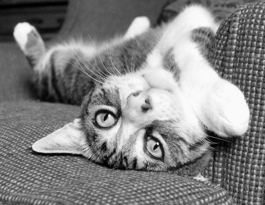 I Adopted A Cat In February, And He's Been Posing For Photos Throughout The Pandemic