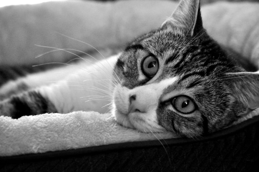 I Adopted A Cat In February, And He's Been Posing For Photos Throughout The Pandemic I Adopted A Cat In February, And He's Been Posing For Photos Throughout The Pandemic