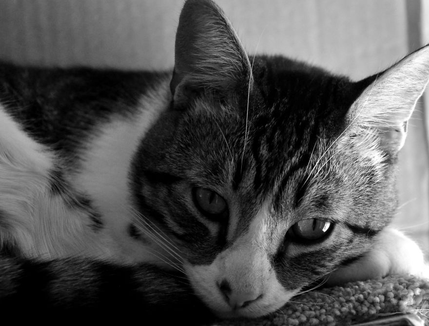 I Adopted A Cat In February, And He's Been Posing For Photos Throughout The Pandemic I Adopted A Cat In February, And He's Been Posing For Photos Throughout The Pandemic