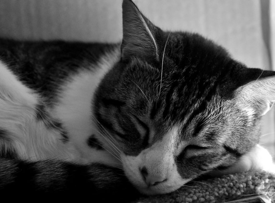 I Adopted A Cat In February, And He's Been Posing For Photos Throughout The Pandemic